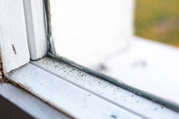 Best Emergency Mold Remediation  in Nuevo, CA