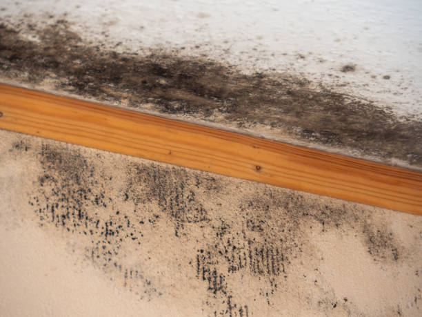 Best Mold-Related Health Consultation  in Nuevo, CA