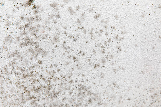 Best Mold Remediation for Healthcare Facilities  in Nuevo, CA