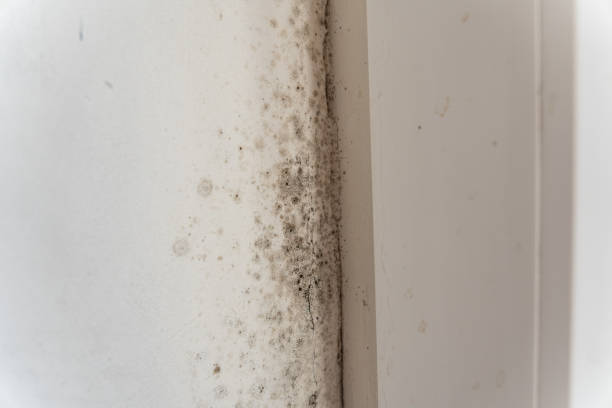 Best Dehumidification Services  in Nuevo, CA