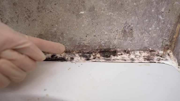 Mold Documentation for Insurance Claims in Nuevo, CA